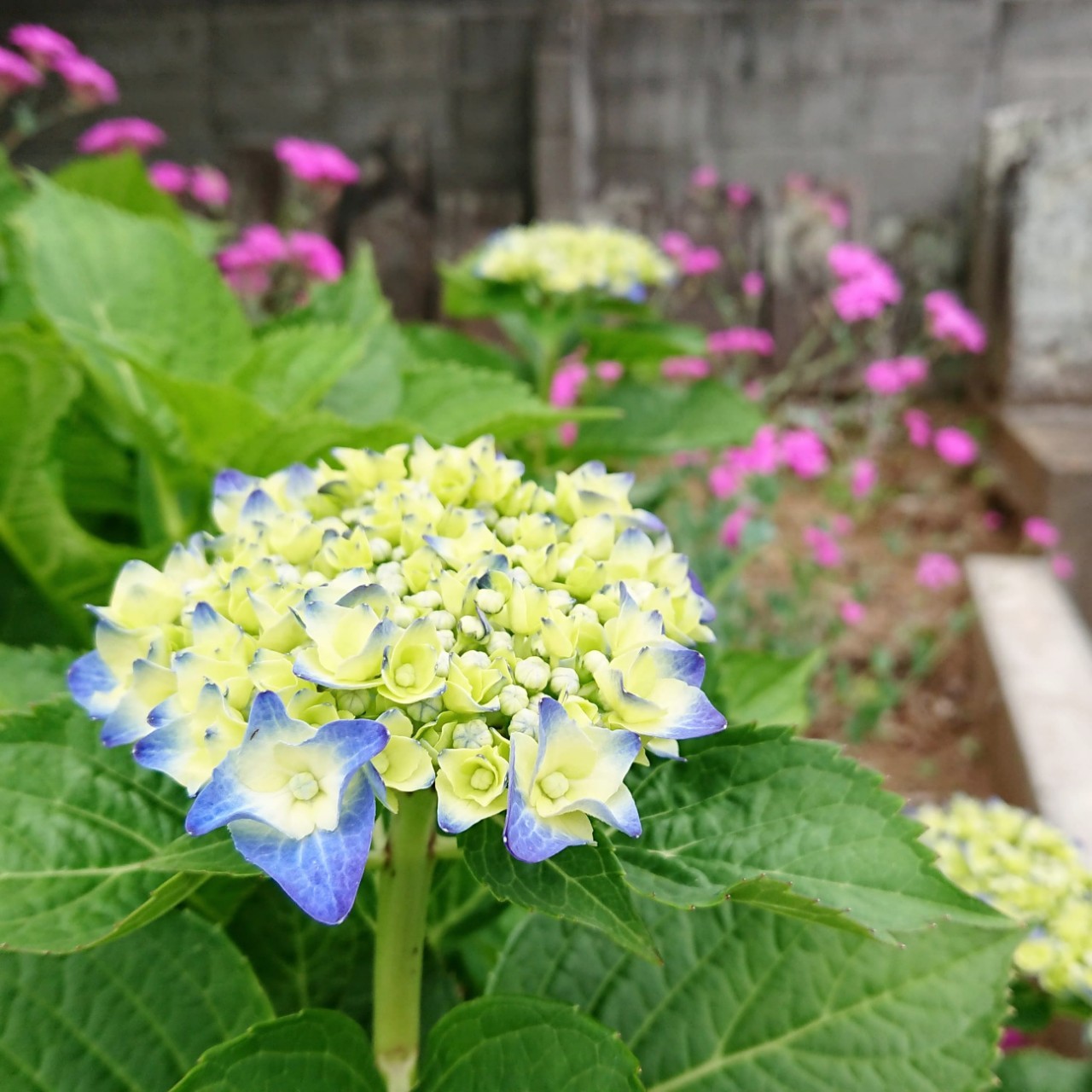 境内の紫陽花の写真です