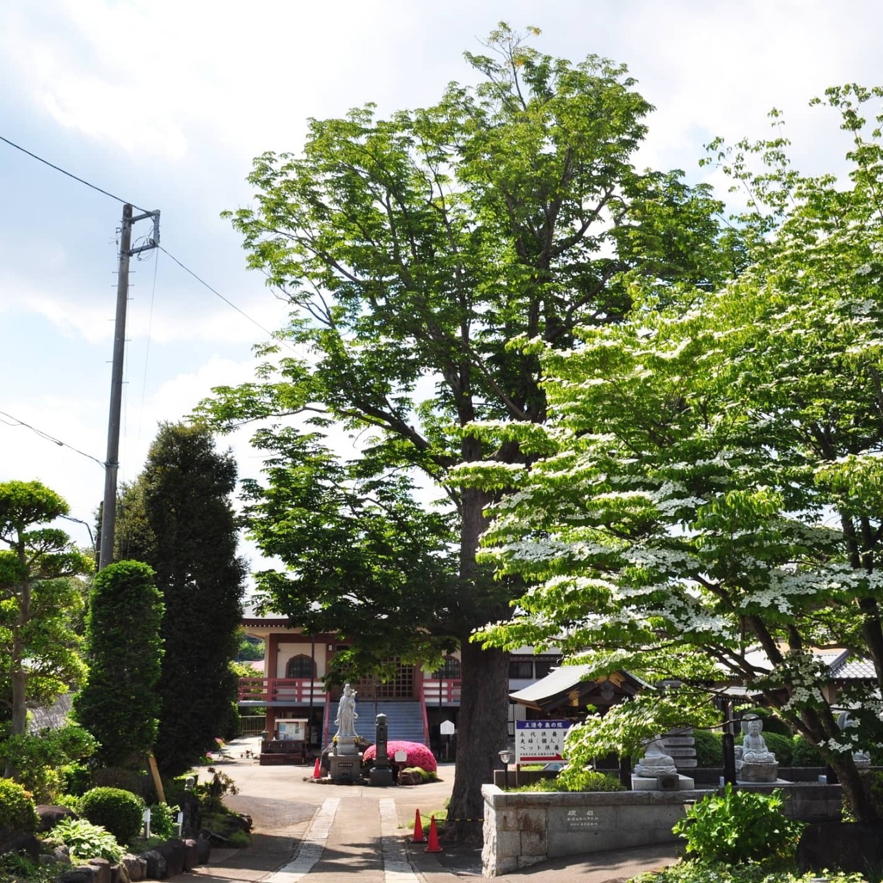 牛久市民の木トチノキと境内のヤマボウシ