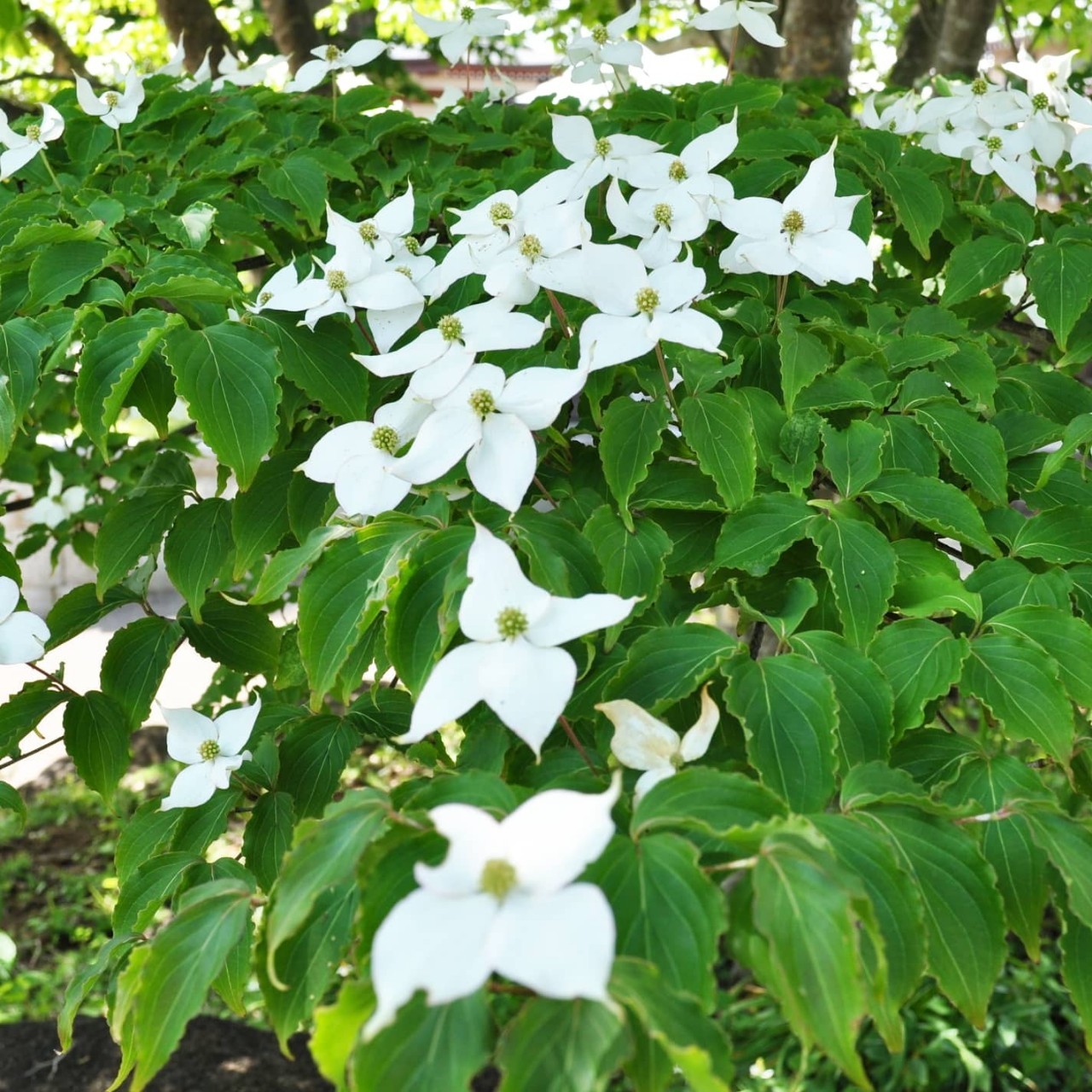 ヤマボウシの花