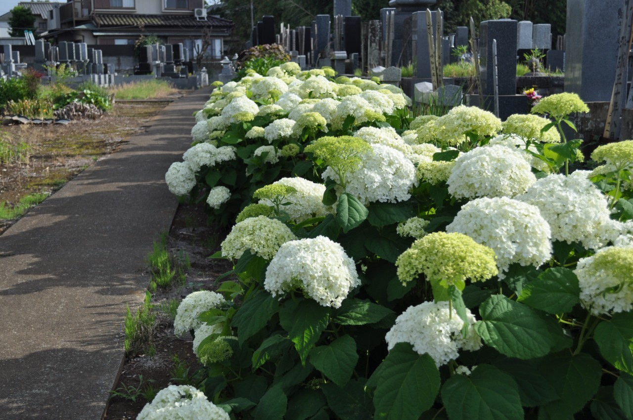 正源寺墓地に咲くアナベル
